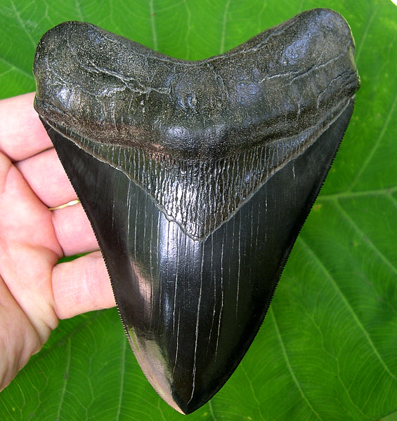 Megalodon Fossil Shark Teeth – Primitive Past