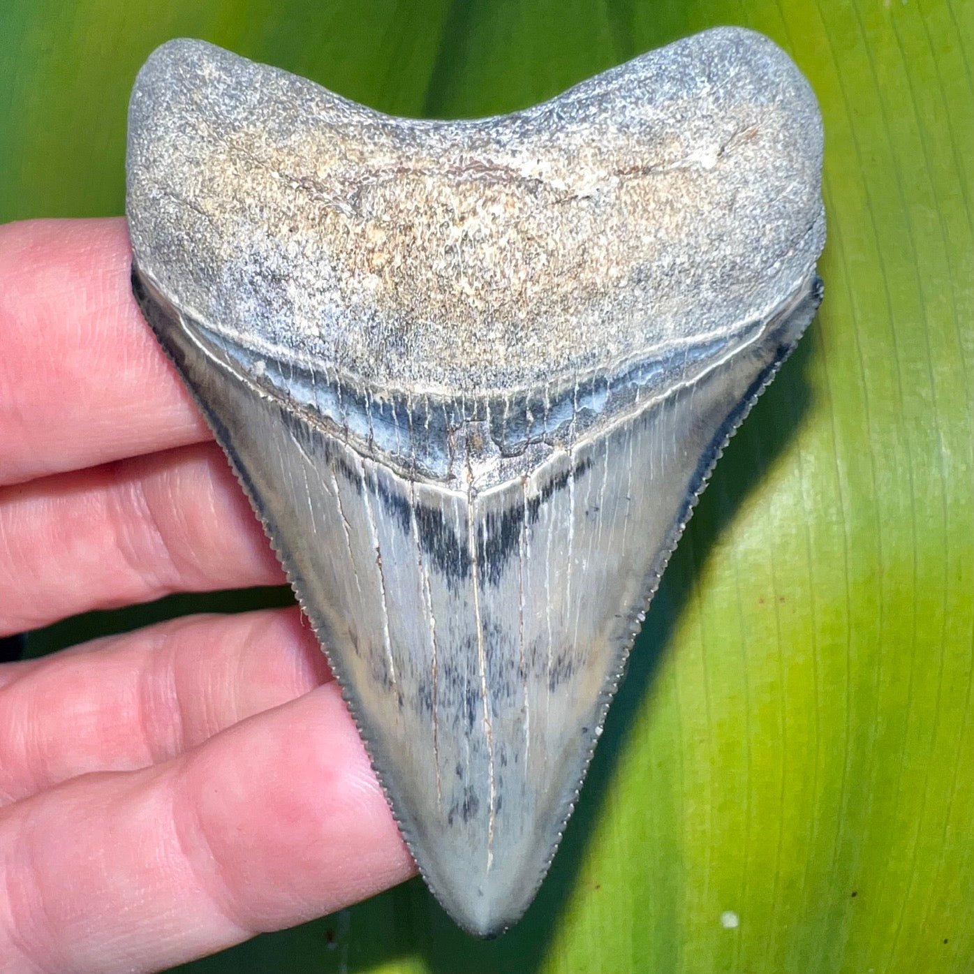 Venice Florida Fossil Megalodon Shark Tooth – Primitive Past