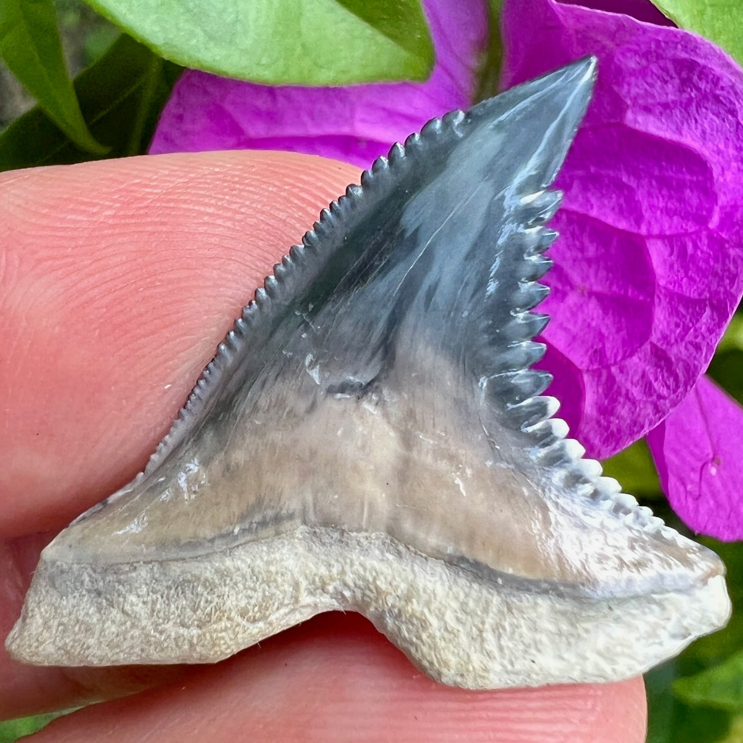 Florida Fossil Bone Valley Hemipristis Shark Tooth Primitive Past