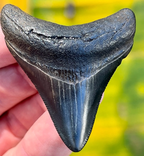 2.17" Megalodon Tooth – Primitive Past