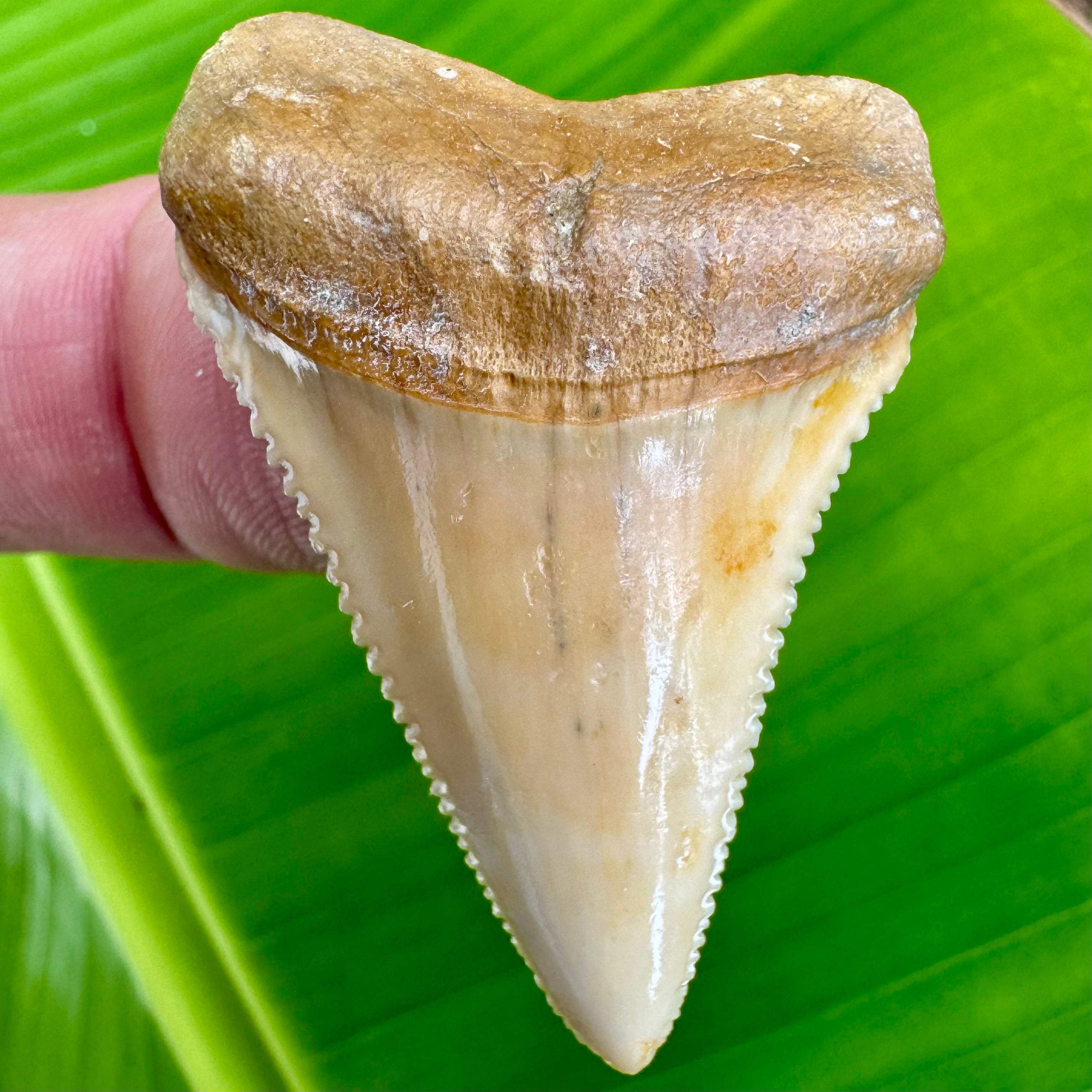 Authentic Fossil Great White Shark Tooth Primitive Past Authentic Fossil Great White Shark Tooth Primitive Past