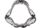 Primitive Past Fossil Shark Teeth