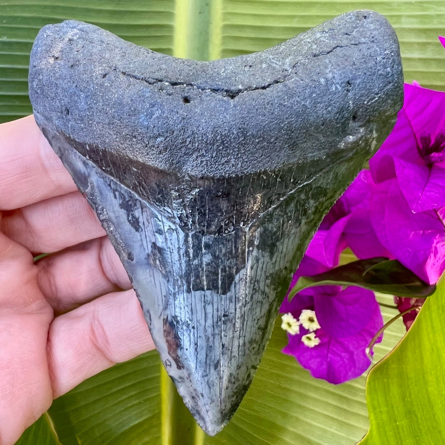 Venice Florida Megalodon fossil shark tooth – Primitive Past