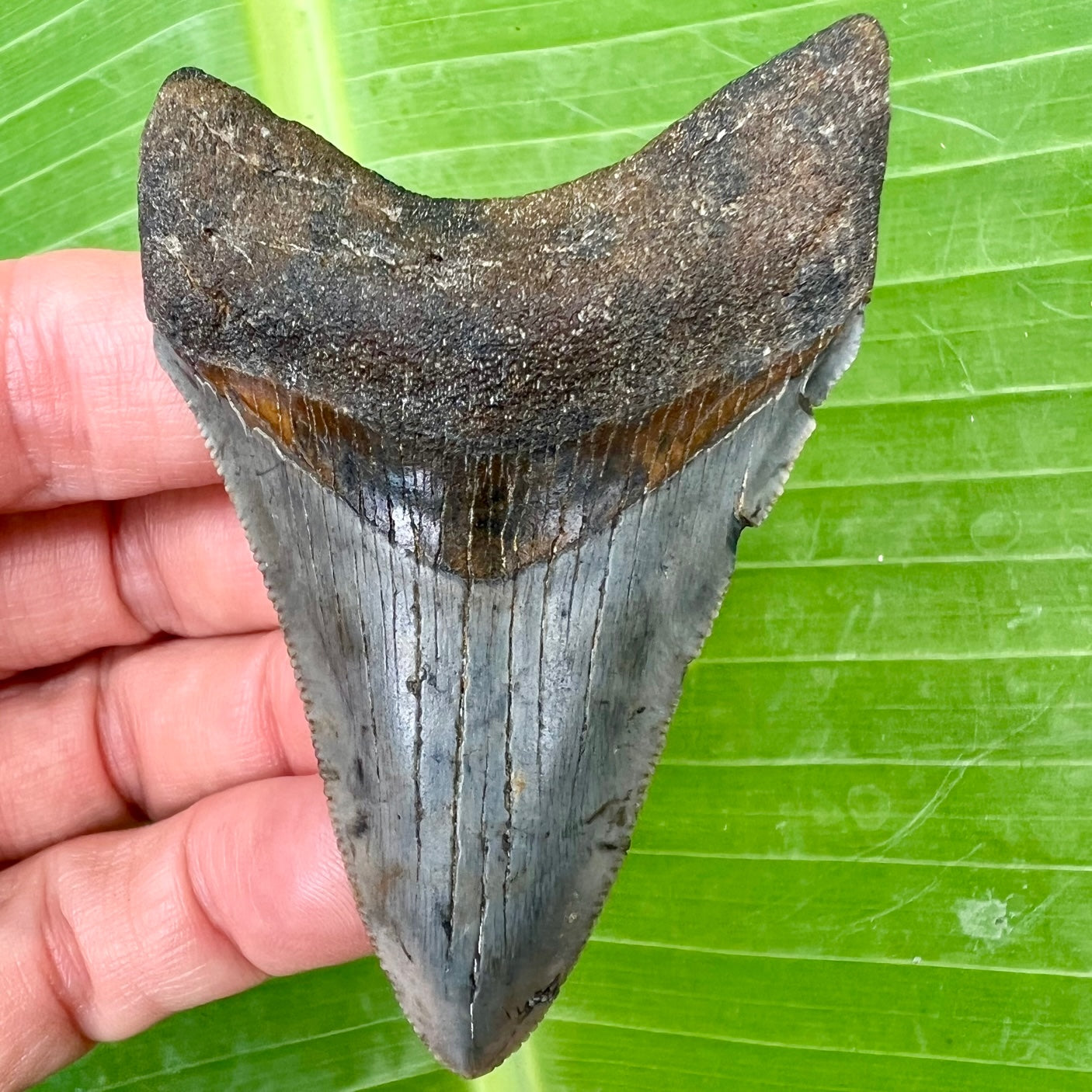 Authentic Florida Fossil Megalodon shark tooth – Primitive Past