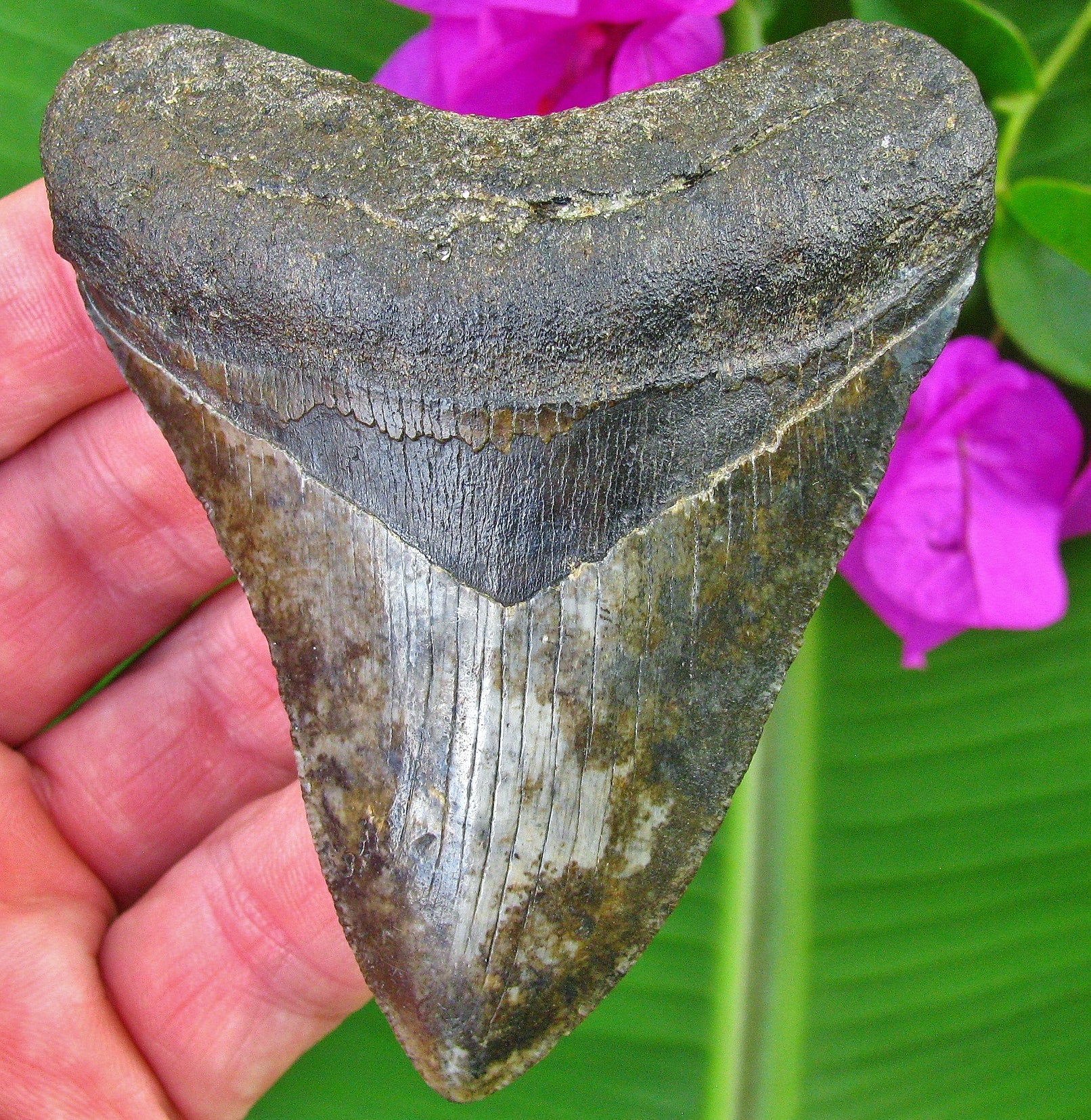 Marbled Florida Fossil Megalodon Shark tooth – Primitive Past