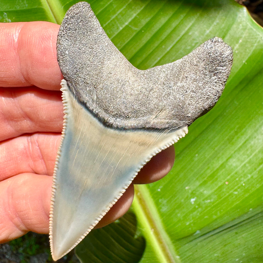 Fossil Great White Shark teeth – Primitive Past
