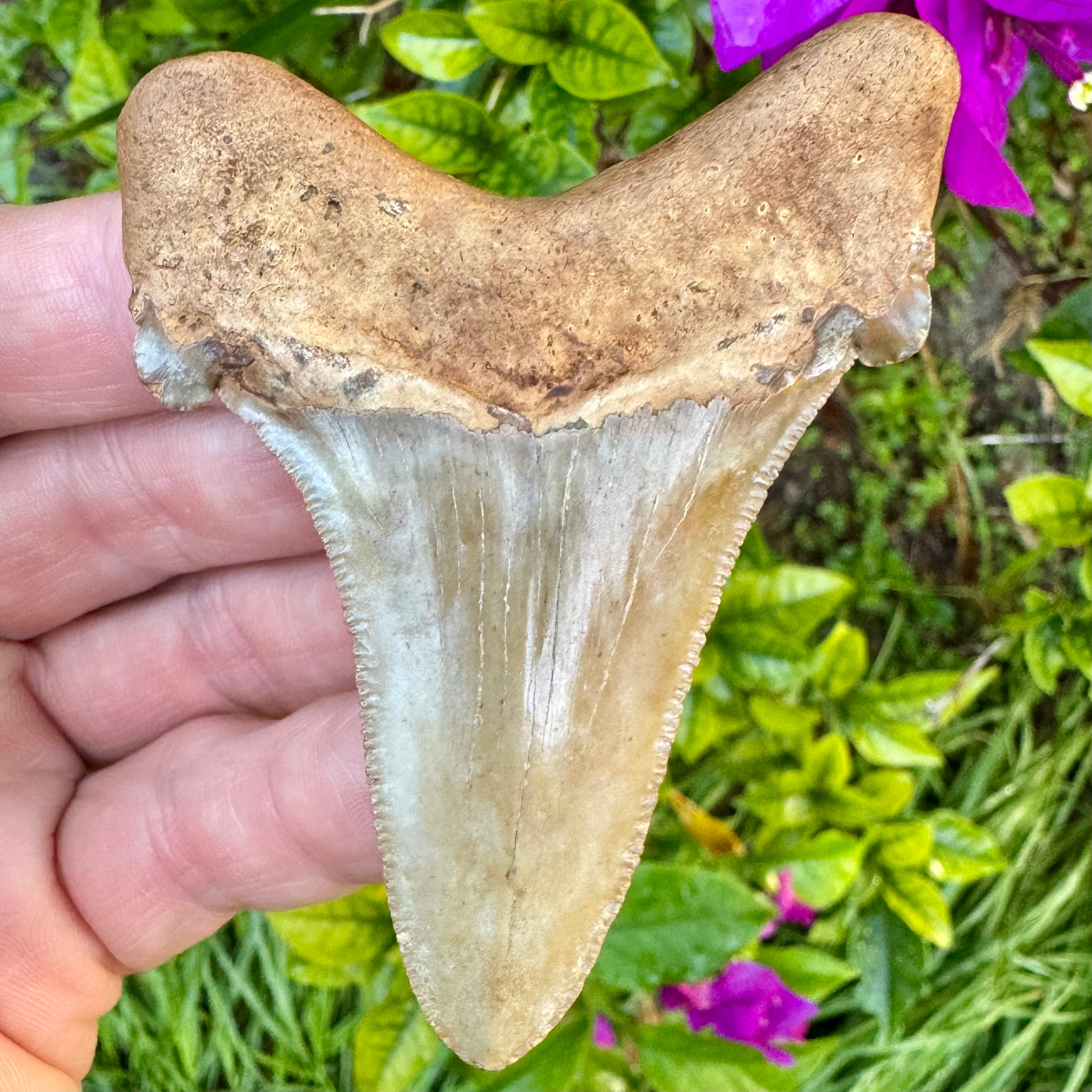 Fossil Auriculatus Shark tooth – Primitive Past