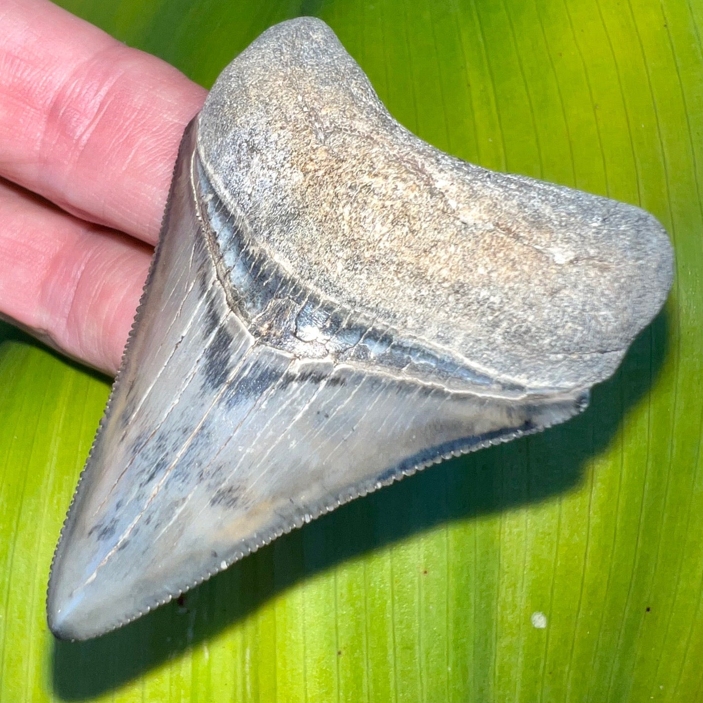 Venice Florida Fossil Megalodon Shark Tooth – Primitive Past