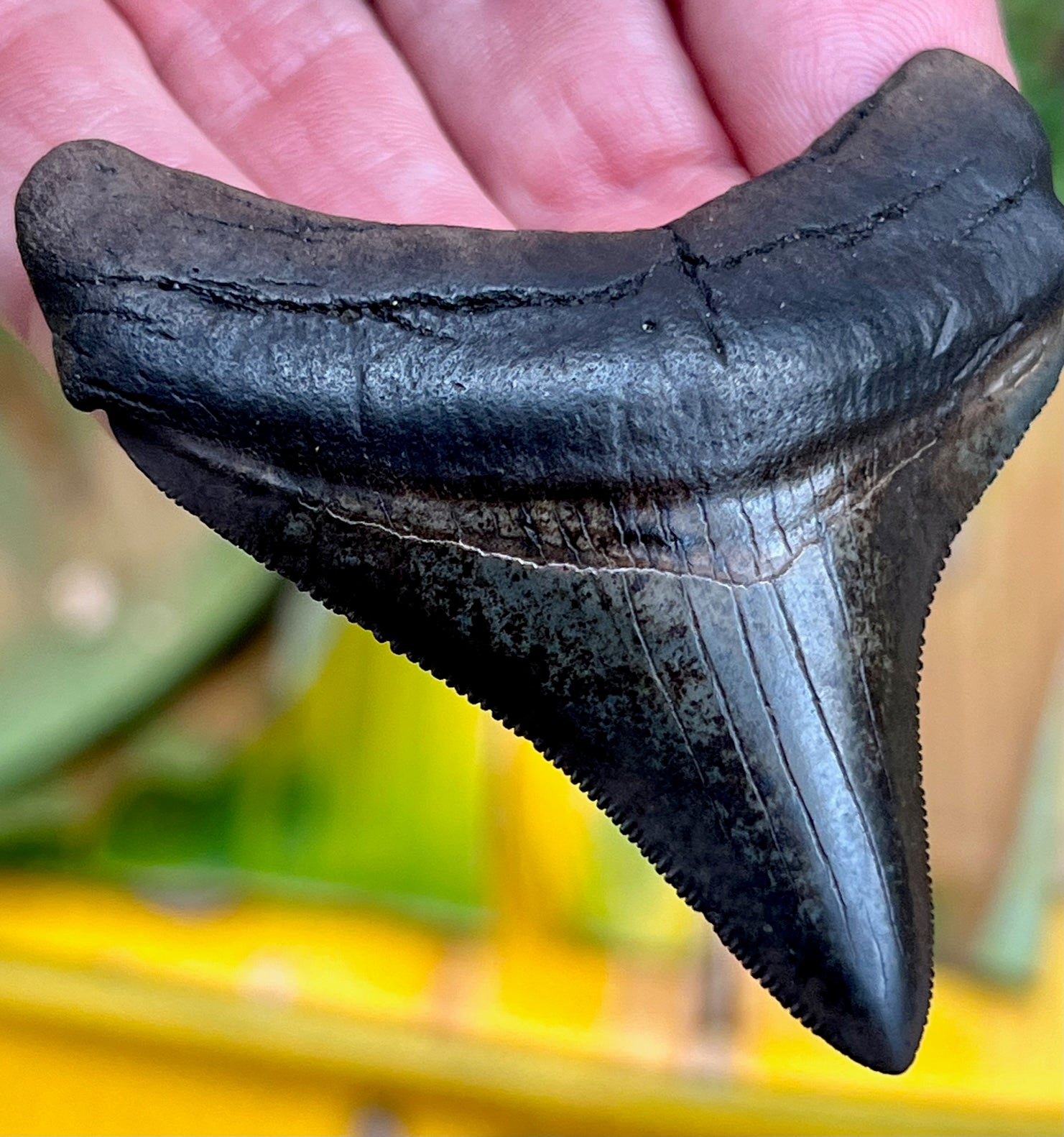 Florida Fossil Posterior Megalodon Tooth – Primitive Past